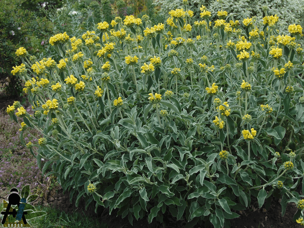 Des images de diff�rentes plantes